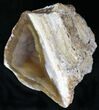 Agatized Fossil Coral From Florida - Florida #22429-2